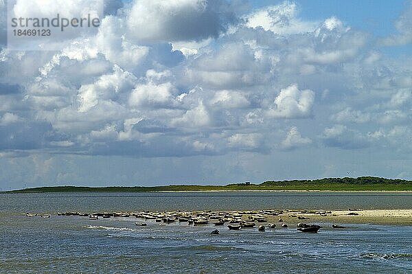 Seehunde (Phoca vitulina) auf einer Sandbank vor der Insel Langeoog  Ostfriesland  Landkreis Wittmund  Deutschland  Europa