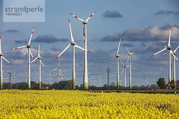Rapsfeld in voller Blüte vor Windkraftanlagen bei Büsum an der Nordseeküste  Büsum  Schleswig-Holstein  Deutschland  Europa