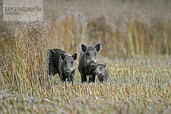 Wildschweine (Sus scrofa) und zwei Sauen mit Jungtieren beim Durchqueren eines abgeernteten Rapsfeldes im Sommer