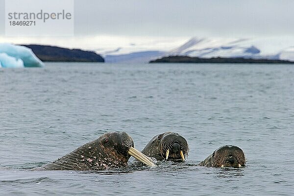 Drei Walrosse (Odobenus rosmarus) schwimmen im arktischen Meer  Svalbard  Norwegen  Europa