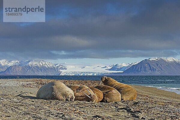 Gruppe von Walrosse (Odobenus rosmarus)  die sich am Strand entlang der Küste des Arktischen Ozeans ausruhen  Svalbard  Norwegen  Europa