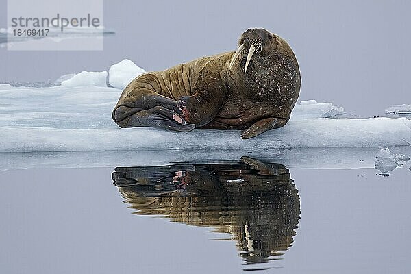 Walross (Odobenus rosmarus) ruhend auf einer Eisscholle im Arktischen Ozean bei Svalbard  Spitzbergen  Norwegen  Europa