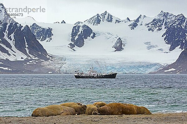 Eine Gruppe von Walrosse (Odobenus rosmarus) ruht am Strand vor einem Boot mit Ökotouristen  Svalbard  Spitzbergen  Norwegen  Europa