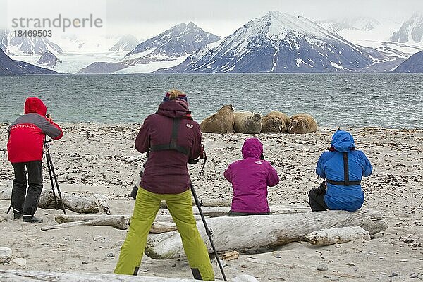 Ökotouristen beobachten und fotografieren Walrosse (Odobenus rosmarus) beim Ausruhen am Strand von Svalbard  Spitzbergen  Norwegen  Europa