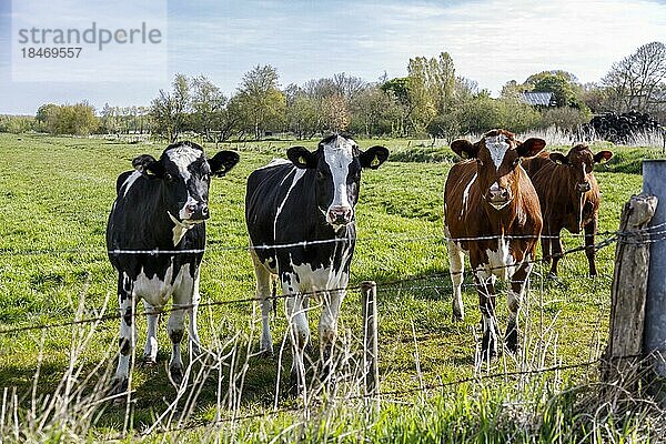 Herde Milchkühe auf der Wiese  Nordhastedt  Schleswig-Holstein  Deutschland  Europa