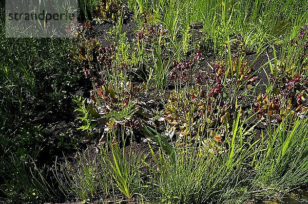 Verlandeter Gartenteich in einem Moor  Fleischfressende Pflanze (Sarracenia purpurea)