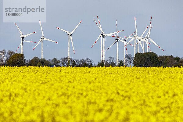 Rapsfeld in voller Blüte vor Windkraftanlagen bei Büsum an der Nordseeküste  Büsum  Schleswig-Holstein  Deutschland  Europa