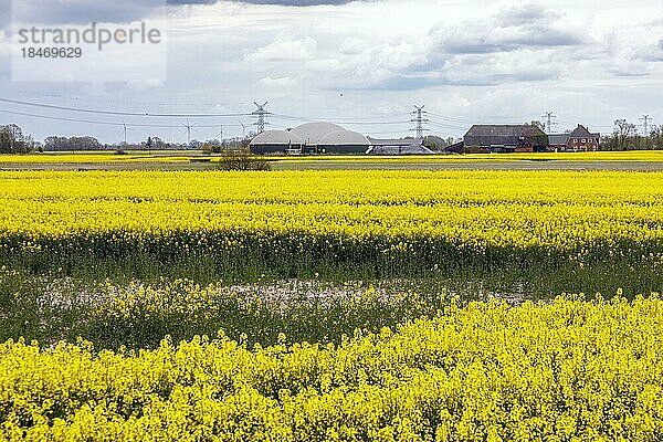 Biogasanlage in Dithmarschen  vor Windkrafträdern und einer Überlandleitung  blühende Rapsfelder  Sankt Annen  Schleswig-Holstein  Deutschland  Europa