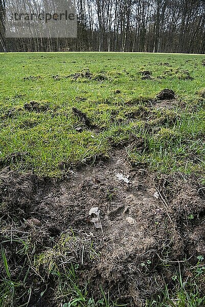 Fußabdruck in zerstörtem Grasland  Wiese am Waldrand  von Wildschweine (Sus scrofa) durchwühlt und beschädigt