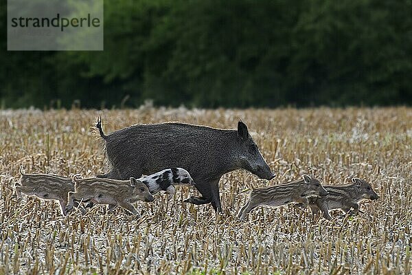 Wildschwein (Sus scrofa) mit Ferkeln beim Durchqueren eines abgeernteten Rapsfeldes im Sommer