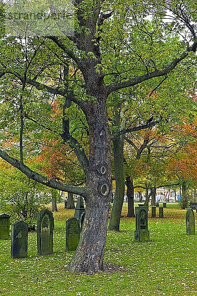 Alter Friedhof in der Innenstadt  Hannover  Deutschland  Europa