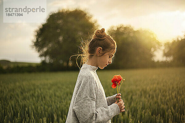 Mädchen hält Mohnblume im grünen Feld bei Sonnenuntergang