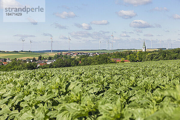 Österreich  Niederösterreich  Spannberg  Grüne Pflanzen wachsen im Sommerfeld mit Windpark im Hintergrund