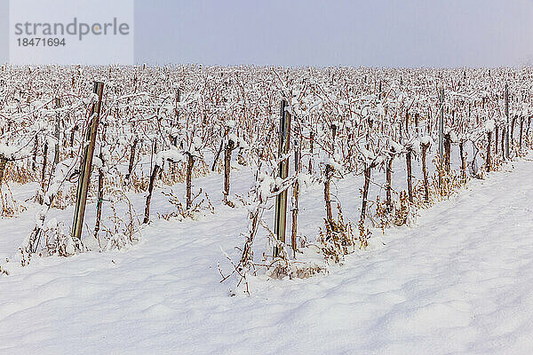 Blick auf den schneebedeckten Weinberg im Winter