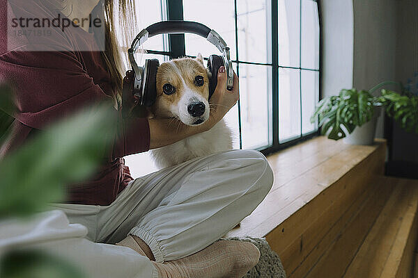 Frau setzt Hund zu Hause kabellose Kopfhörer auf den Kopf