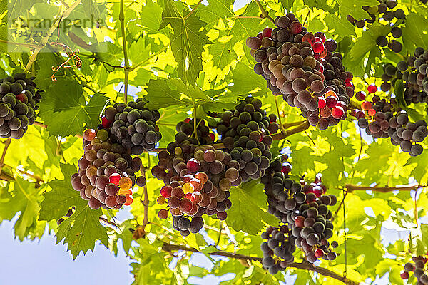 Molinara-Trauben wachsen im Sommer