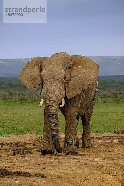 Südafrika  Ostkap  Afrikanischer Buschelefant (Loxodonta africana) blickt in die Kamera