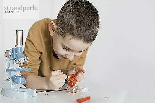 Neugieriger Junge lehnt am Tisch und untersucht Tomatenscheiben unter dem Mikroskop