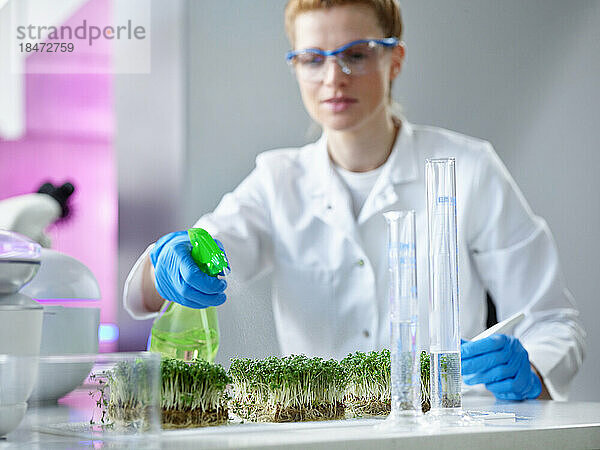 Wissenschaftler sprühen Wasser auf grüne Pflanzen im Labor