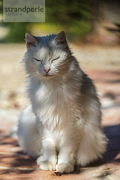 Porträt einer weißen Katze  die draußen mit geschlossenen Augen sitzt