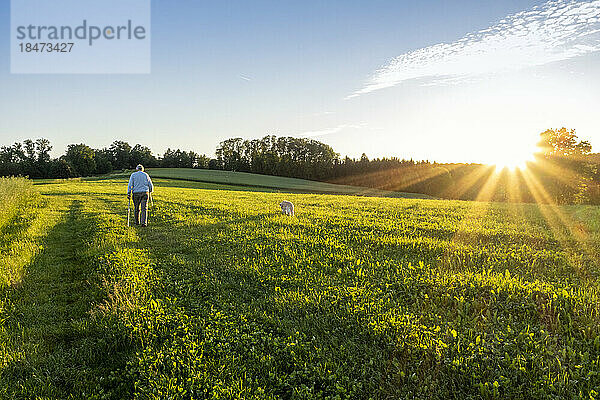 Aktiver älterer Mann geht bei Sonnenuntergang mit Hund im Feld spazieren