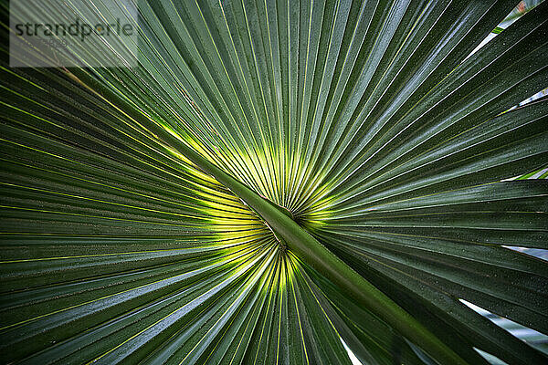 Palm frond with green and yellow pattern