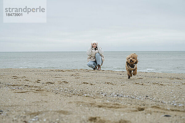 Maltipoo-Hund läuft mit Frau  die am Strand im Sand kauert