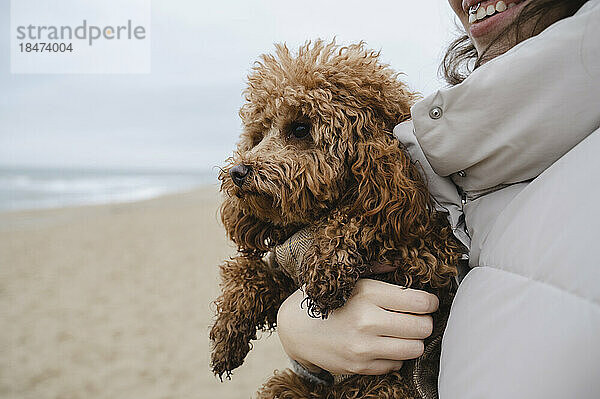 Maltipoo dog being held by woman at beach