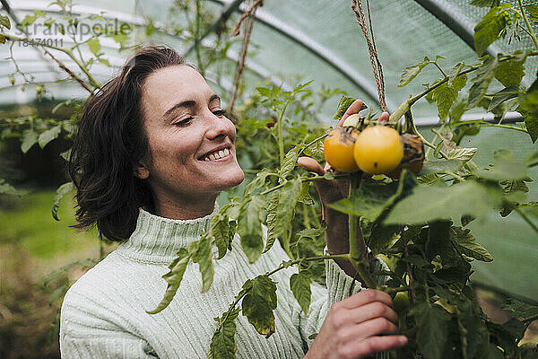 Lächelnde Frau berührt gelbe Tomaten an Pflanze im Garten