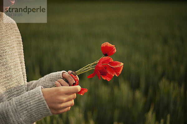Hand eines Mädchens  das Blütenblätter aus einer Mohnblume reißt