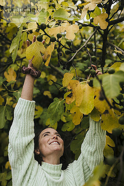 Glückliche Frau erntet Feigen vom Baum