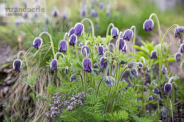 Lila Küchenschelle im Feld