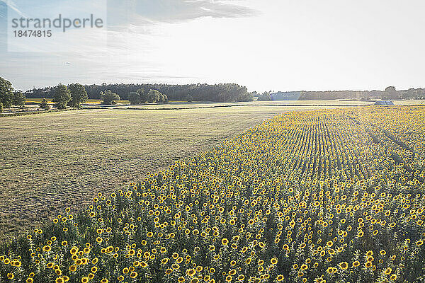 Deutschland  Brandenburg  Drohnenansicht eines riesigen Sonnenblumenfeldes im Sommer
