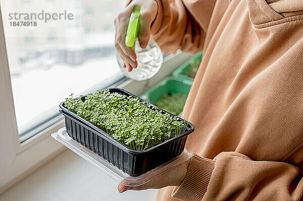 Frau sprüht zu Hause Wasser auf Microgreens