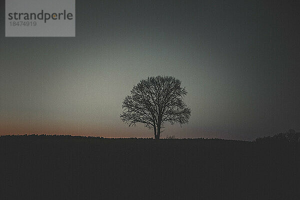 Silhouette single tree under sky at night