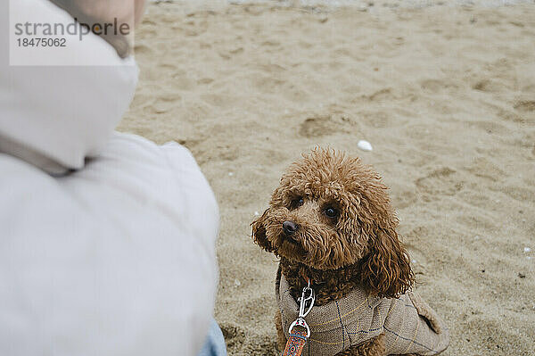 Maltipoo dog sitting on sand at beach