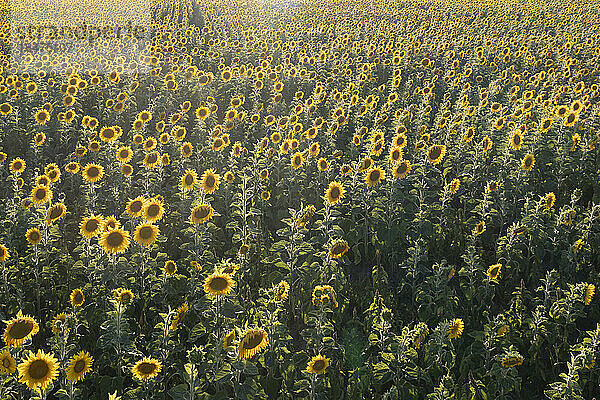 Deutschland  Brandenburg  Drohnenansicht eines riesigen Sonnenblumenfeldes im Sommer