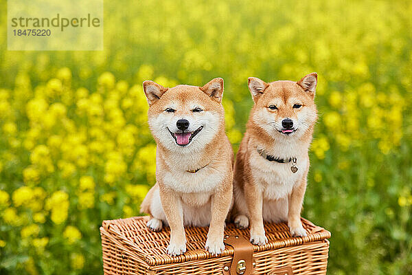 Zwei Mame Shiba Inu Hunde und ein Blumenfeld