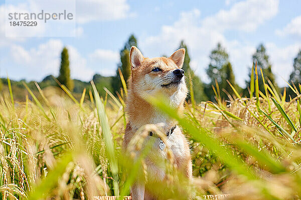 Shiba Inu in einem Reisfeld
