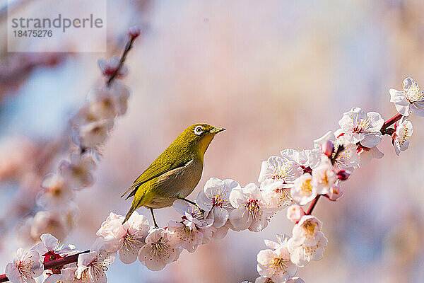 Warbling white-eye and plum blossoms