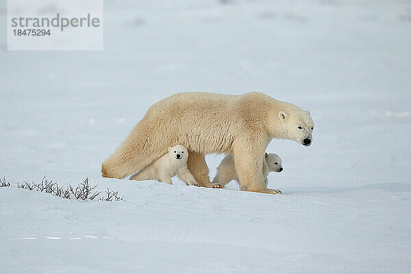Eisbärenmutter und ihre Jungen