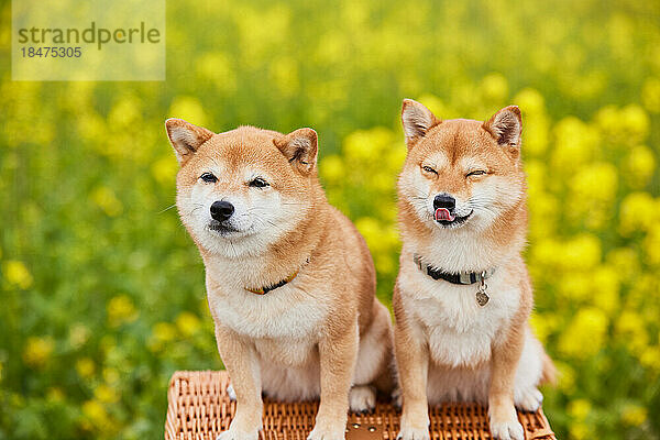 Zwei Mame Shiba Inu Hunde und ein Blumenfeld