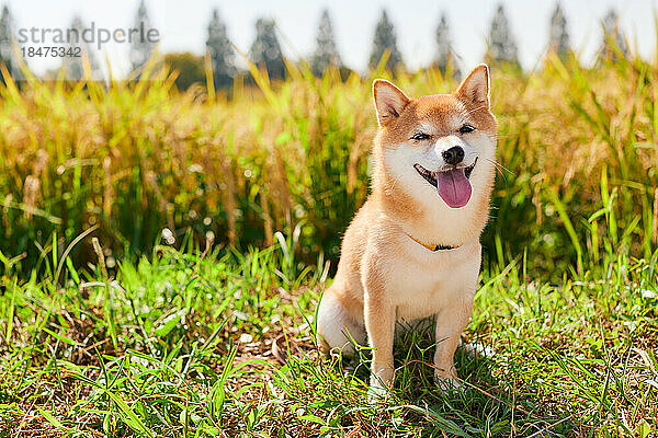 Shiba Inu in einem Reisfeld