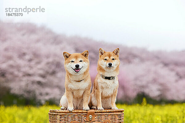 Zwei Mame Shiba Inu Hunde und ein Blumenfeld