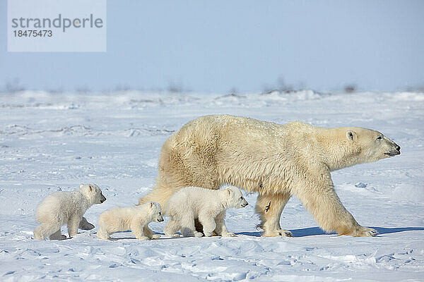 Eisbärenmutter und ihre Jungen