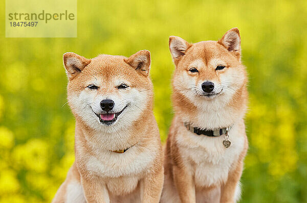 Zwei Mame Shiba Inu Hunde und ein Blumenfeld