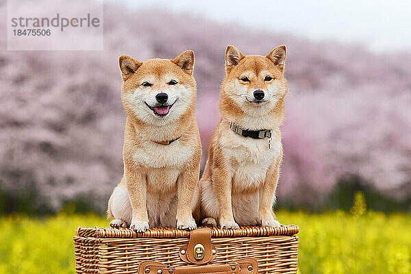 Zwei Mame Shiba Inu Hunde und ein Blumenfeld