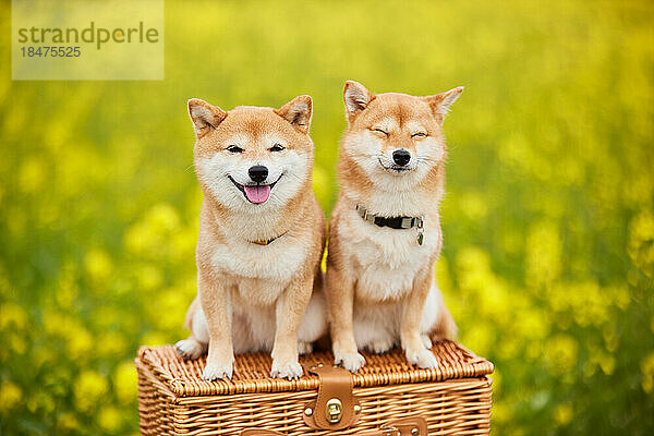 Zwei Mame Shiba Inu Hunde und ein Blumenfeld