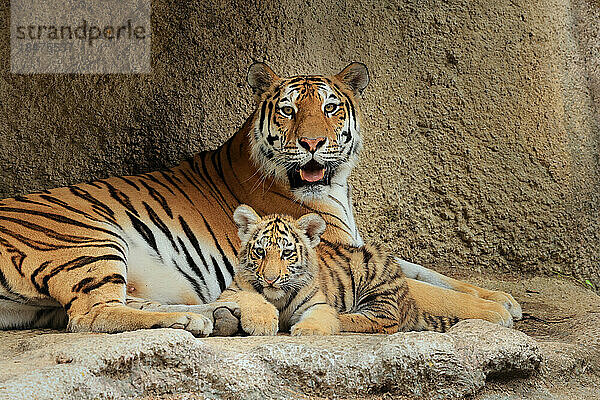 Mutter Amur-Tiger und ihr Junges