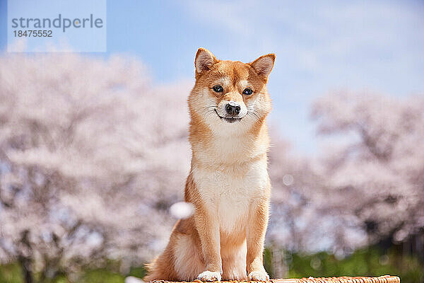 Shiba Inu mit Kirschblüten im Hintergrund